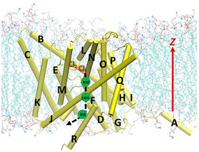 Chloride Ion Transport by the E. coli CLC Cl−/H+ Antiporter: A Combined Quantum-Mechanical and Molecular-Mechanical Study